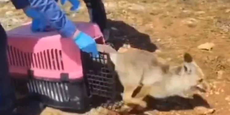 Tedavisi tamamlanan tilki doğaya salındı