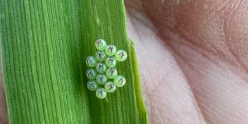 Süne sürvey çalışmaları başladı