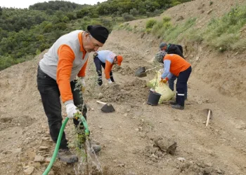 Sakız ağacı fidanları toprakla buluştu