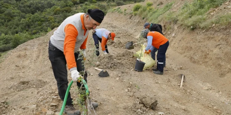 Sakız ağacı fidanları toprakla buluştu