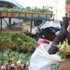 Hakkari’de şifalı bitkilere büyük ilgi