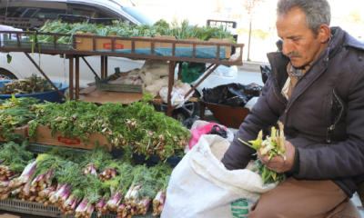 Hakkari’de şifalı bitkilere büyük ilgi