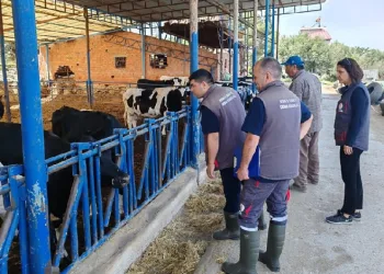 Sığır ithalatı işletmeleri denetlendi