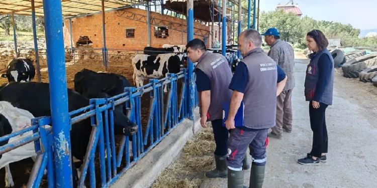 Sığır ithalatı işletmeleri denetlendi