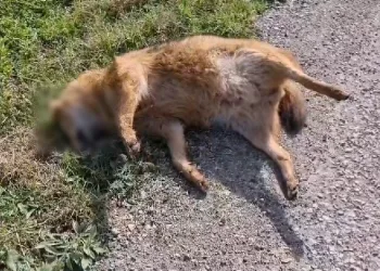 Kümeslere dadanan çakala otomobil çarptı