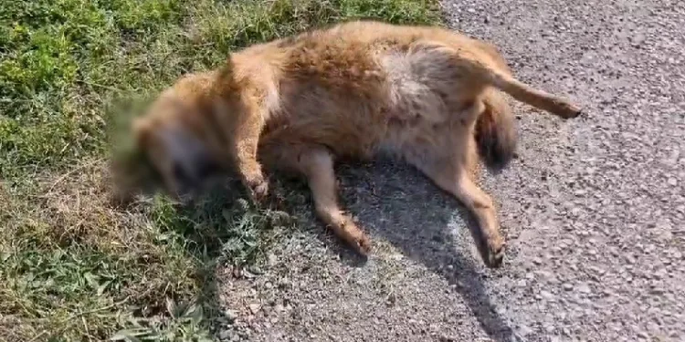 Kümeslere dadanan çakala otomobil çarptı