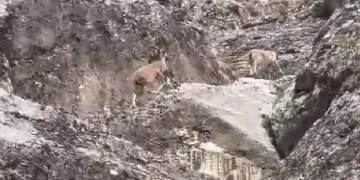Dağ keçileri Elazığ’da görüntülendi