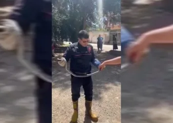 Adana’da yılan paniği