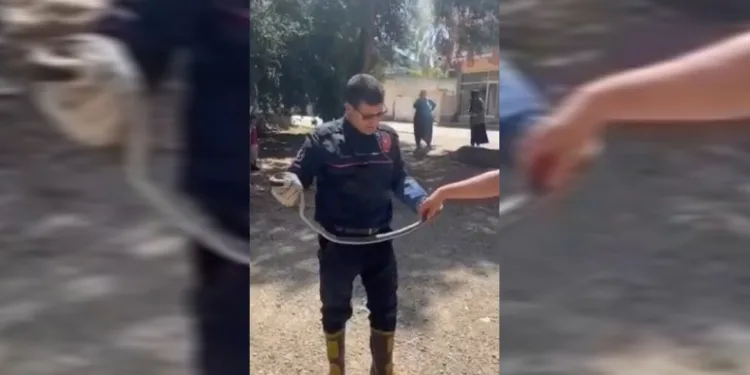 Adana’da yılan paniği
