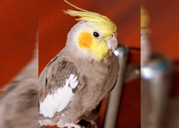 Papağan söylediği melodisiyle ilgi çekti