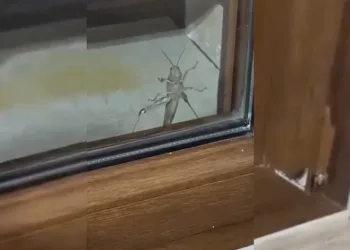 Elazığ’da dev etçil çekirge görüntülendi