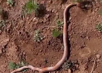 Su kuyusu kazısından yılan çıktı