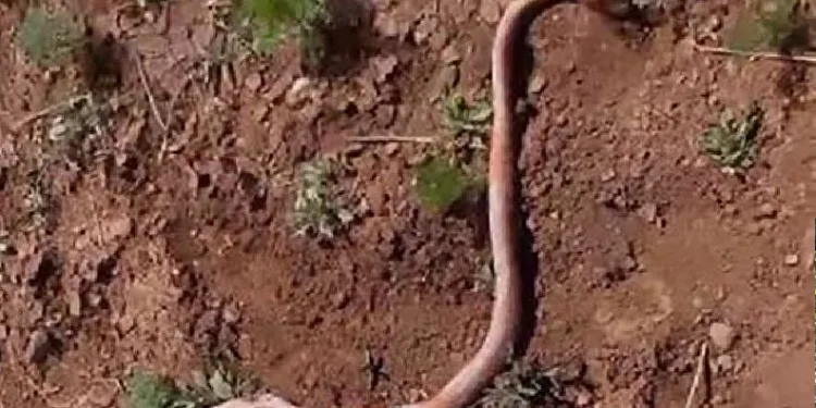 Su kuyusu kazısından yılan çıktı