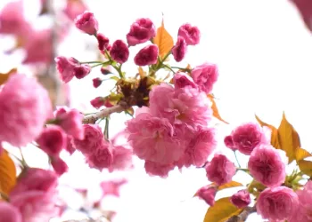 Sakura ağaçlarından görsel şölen