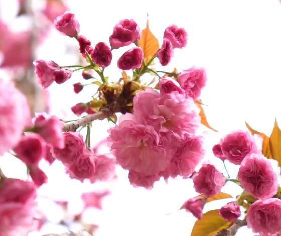 Sakura ağaçlarından görsel şölen