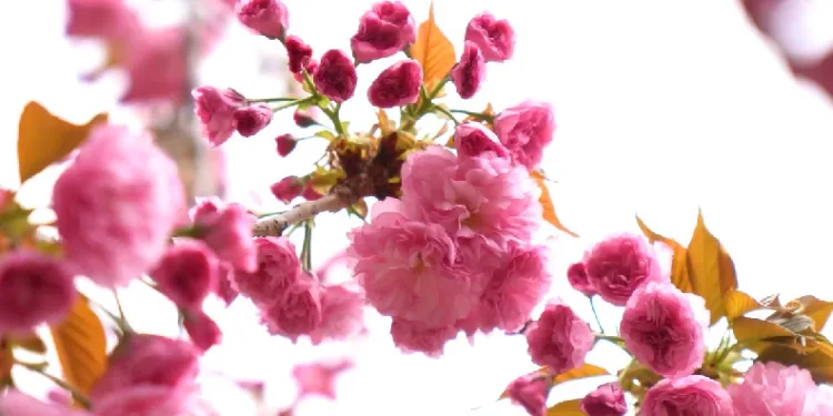 Sakura ağaçlarından görsel şölen