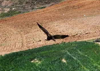 Kızıl tuygun çiftçilerin dostu oldu