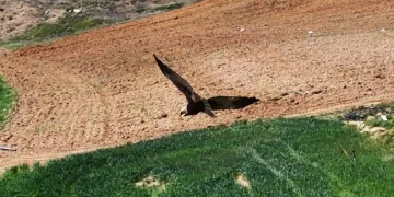 Kızıl tuygun çiftçilerin dostu oldu