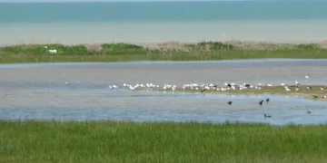 Van Gölü’nün su seviyesi yükseliyor