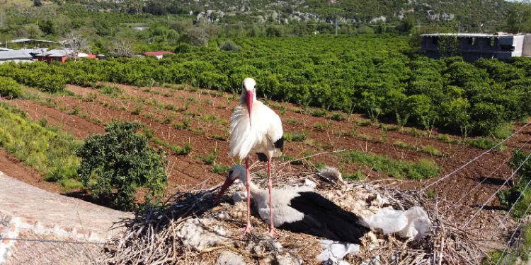 “Portakal” leylek yıllardır mahalleye geliyor