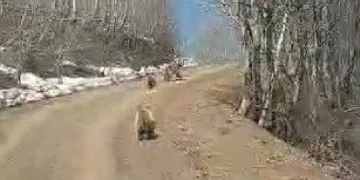 Kış uykusundan uyanan ayılar
