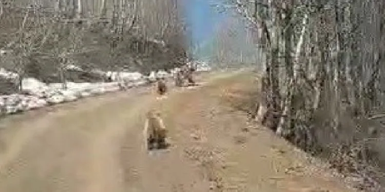 Kış uykusundan uyanan ayılar