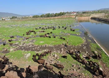 Elazığ’a bahar geldi