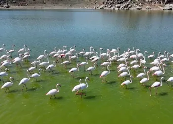 Flamingolar kuluçka öncesi Mamasın Barajı’nda