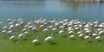 Flamingolar kuluçka öncesi Mamasın Barajı’nda