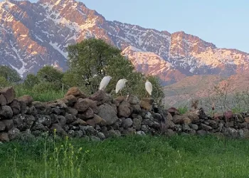Derecik’te sığır balıkçılı görüldü