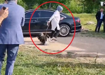 Valinin saldığı kartal kadına saldırdı
