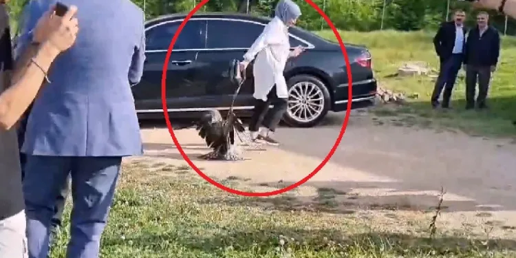 Valinin saldığı kartal kadına saldırdı
