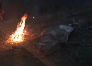 Dere yatağına düşen inek kurtarıldı