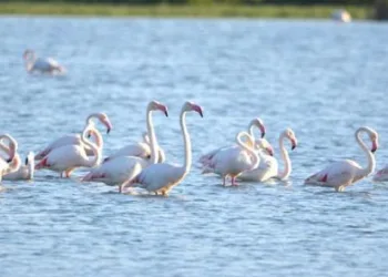 Doğa harikası Akgöl flamingoları ağırlıyor