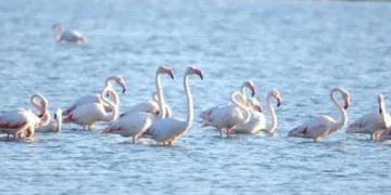 Doğa harikası Akgöl flamingoları ağırlıyor