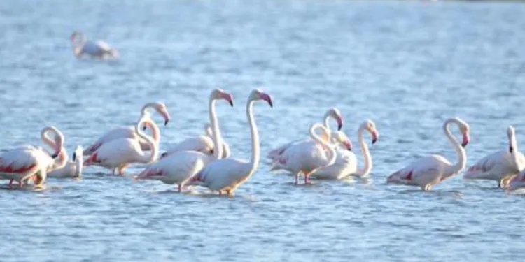 Doğa harikası Akgöl flamingoları ağırlıyor