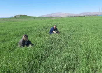 Elazığ’da süne ile mücadele