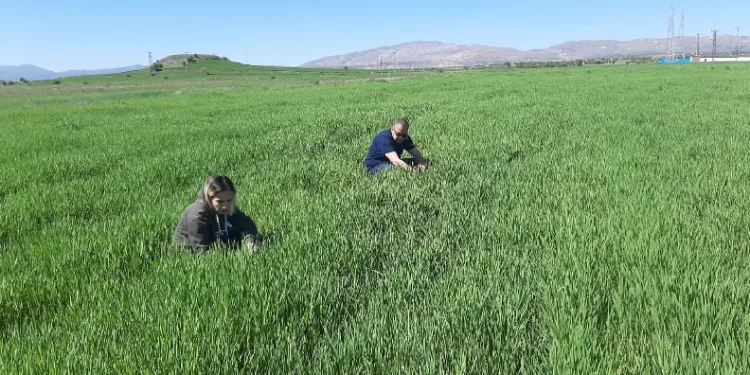 Elazığ’da süne ile mücadele