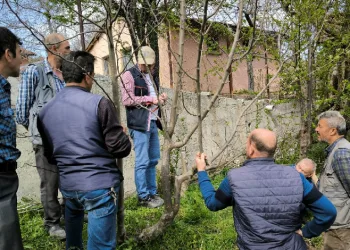 Emet’te meyve üreticilerine budama ve aşılama eğitimi