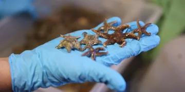 İzmit Körfezi’nde biyoçeşitlilik araştırması