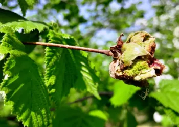 Fındıkta ‘kozalak akarı’ ve ‘külleme’ ile mücadele