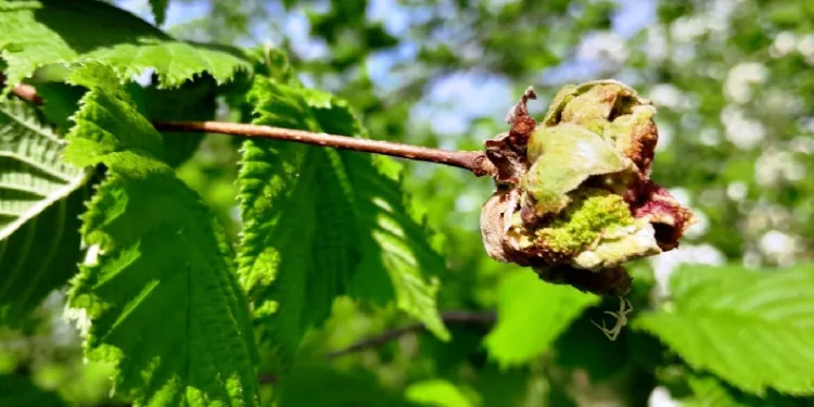 Fındıkta ‘kozalak akarı’ ve ‘külleme’ ile mücadele