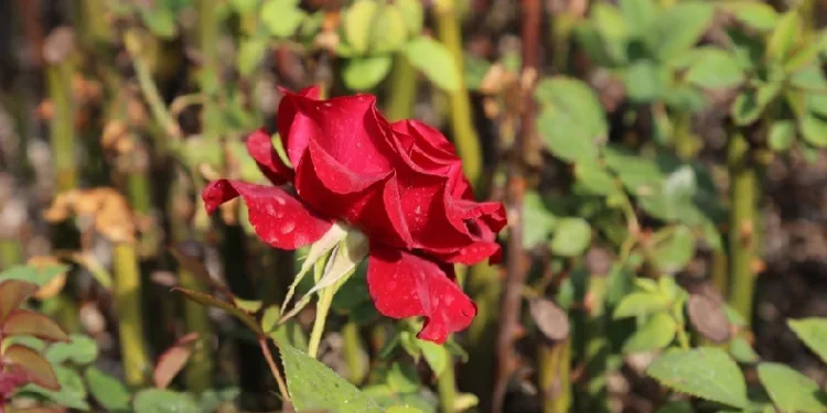 Erzincan’da gül üretimi