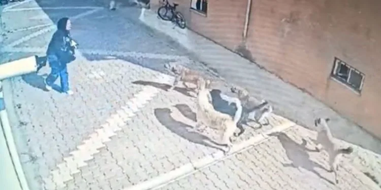 Başıboş köpekler kız öğrenciye saldırdı