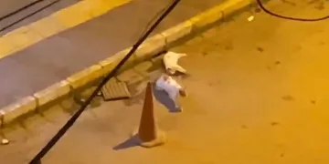 Otomobilin çarptığı kedinin başından ayrılmadı