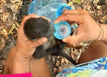 Meksika’da aşırı sıcaklar maymunları vurdu