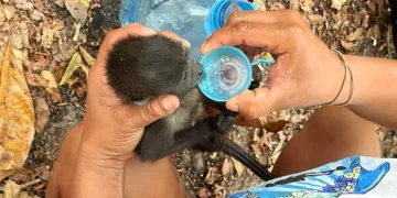 Meksika’da aşırı sıcaklar maymunları vurdu