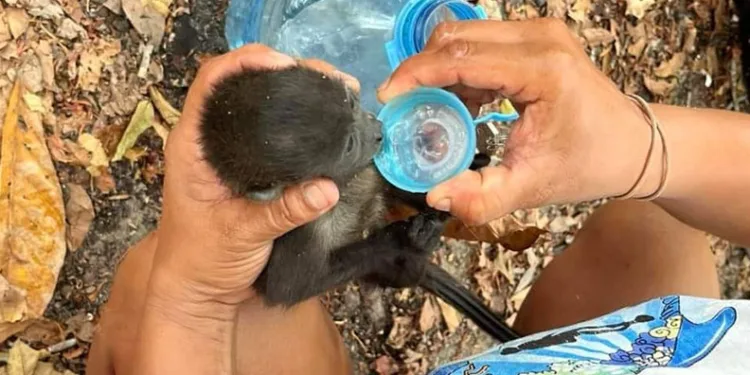 Meksika’da aşırı sıcaklar maymunları vurdu
