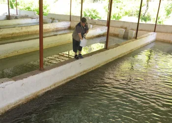 Yavru alabalık yetiştirip burs veriyor