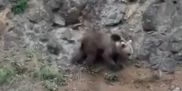Şantiyeye giren ayı kamerada